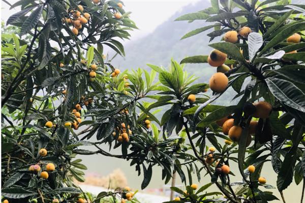 枇杷在几月份上市，在每年的3-5月份上市