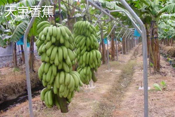 哪些地方产的香蕉有名气，平和坂仔、天宝的香蕉比较出名