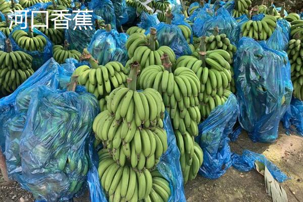 哪些地方产的香蕉有名气，平和坂仔、天宝的香蕉比较出名
