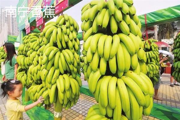 哪些地方产的香蕉有名气，平和坂仔、天宝的香蕉比较出名