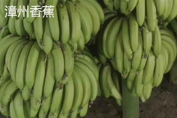 哪些地方产的香蕉有名气，平和坂仔、天宝的香蕉比较出名