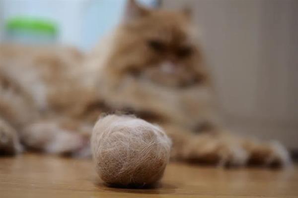 猫咪便便中有毛发的原因，不一定是由于生病了