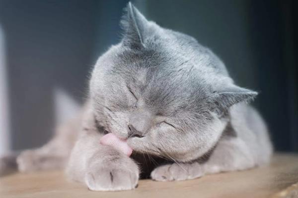 猫咪便便中有毛发的原因，不一定是由于生病了