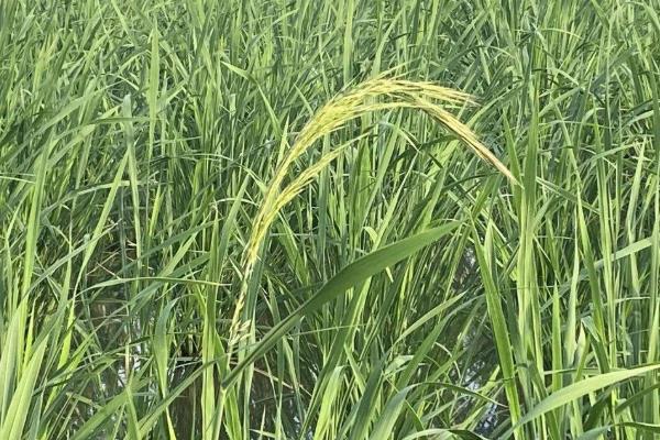 中国菰米的产地，主要产自长江中下游