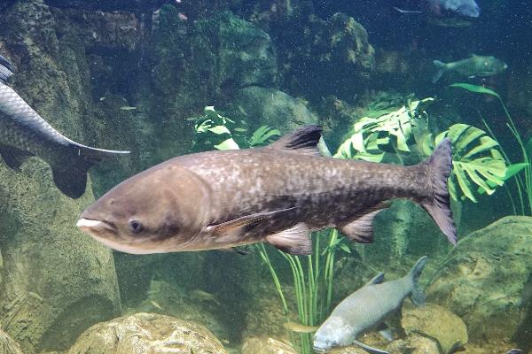 0.2号子线和多大的主线搭配使用，与0.4号主线一起使用较合适