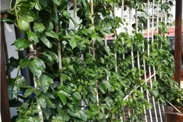 种植西番莲搭架的优缺点，搭建篱架方便管理但要使用很多铁线