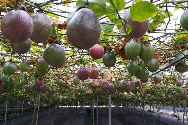 种植西番莲搭架的优缺点，搭建篱架方便管理但要使用很多铁线