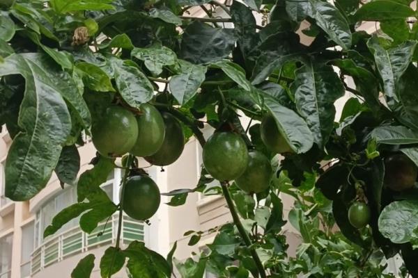 种植西番莲搭架的优缺点，搭建篱架方便管理但要使用很多铁线