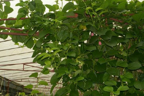 种植西番莲搭架的优缺点，搭建篱架方便管理但要使用很多铁线