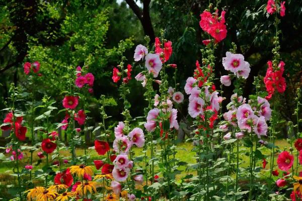 如何养殖蜀葵，春季对主干摘梢可促进分枝生长