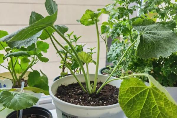 如何养殖蜀葵，春季对主干摘梢可促进分枝生长