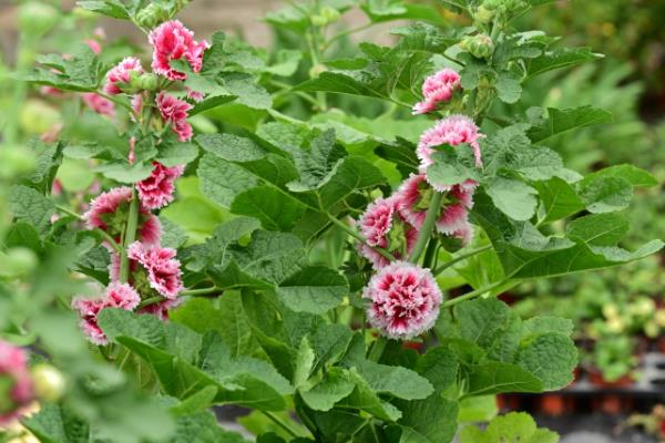 如何养殖蜀葵，春季对主干摘梢可促进分枝生长