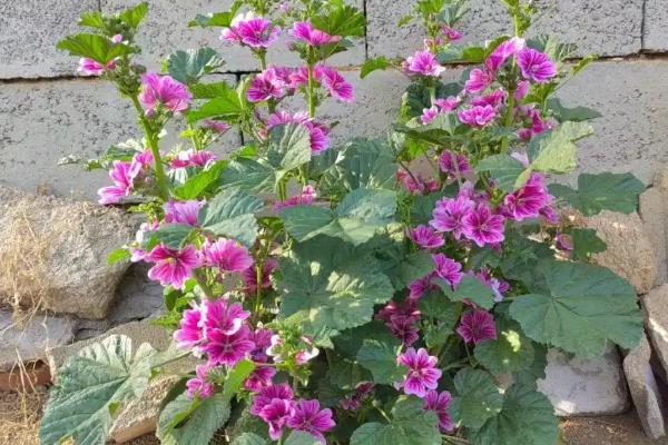 如何养殖蜀葵，春季对主干摘梢可促进分枝生长