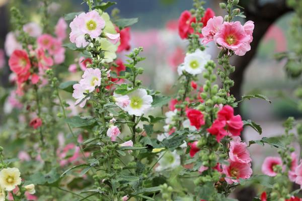 如何养殖蜀葵，春季对主干摘梢可促进分枝生长