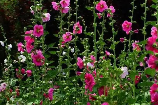 如何养殖蜀葵，春季对主干摘梢可促进分枝生长