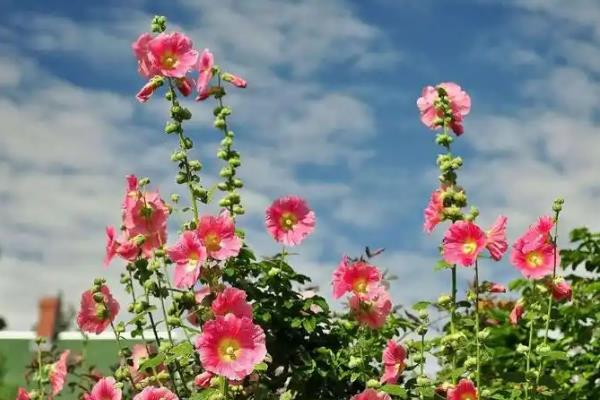 如何养殖蜀葵，春季对主干摘梢可促进分枝生长