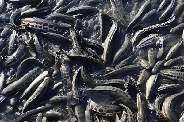 黑鱼怎么在家养不会死，适宜的生存温度为16-30℃