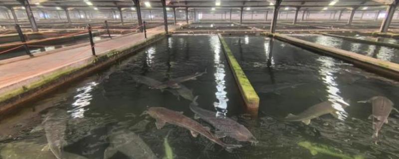 人工养殖鲟鱼对水质的要求,水温最高不可超过35℃