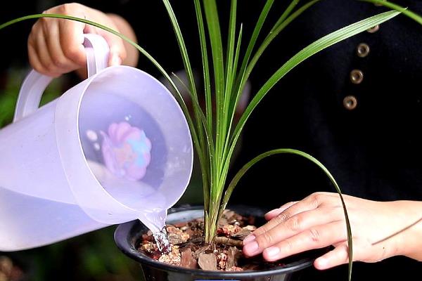 香雪兰出苗后如何养护，要将温度控制在18-21℃