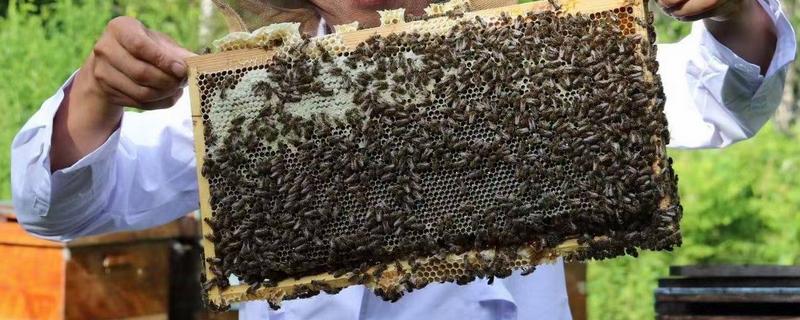东北黑蜂属于中蜂还是意蜂品种，由欧洲黑蜂与卡尼鄂拉蜂杂交并选育而来