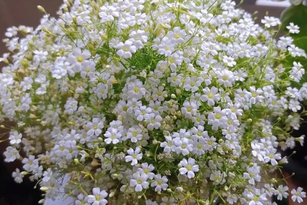 满天星的花语介绍，代表思念、真心喜欢、清纯可爱等含义