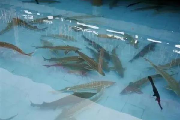 人工养殖鲟鱼对水质的要求,水温最高不可超过35℃