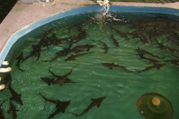 人工养殖鲟鱼对水质的要求,水温最高不可超过35℃