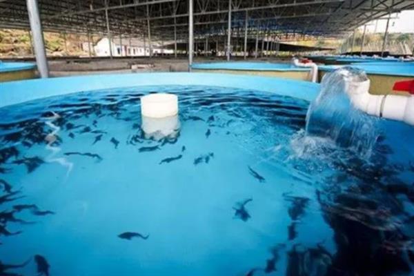 人工养殖鲟鱼对水质的要求,水温最高不可超过35℃