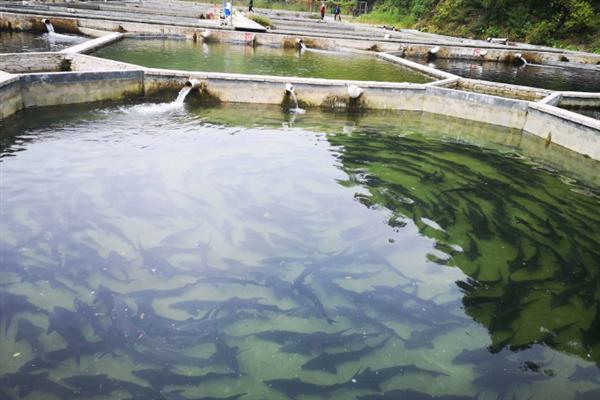 人工养殖鲟鱼对水质的要求,水温最高不可超过35℃