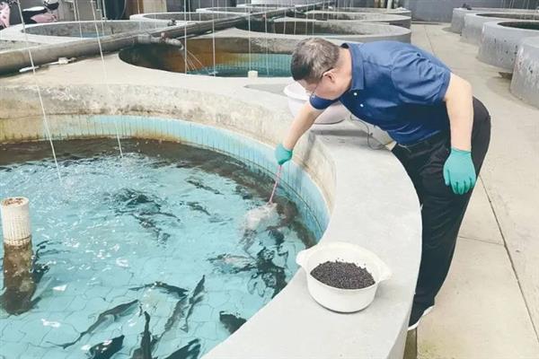 人工养殖鲟鱼对水质的要求,水温最高不可超过35℃