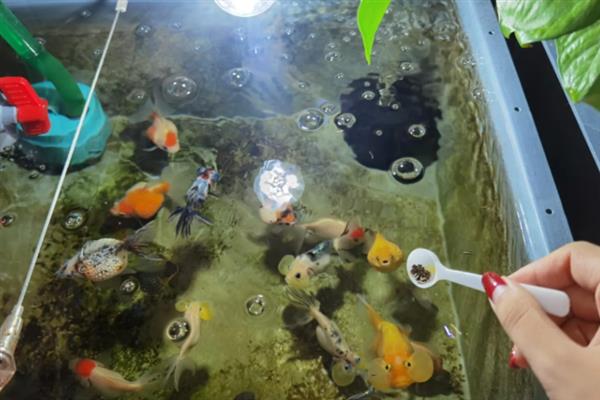 观赏鱼养不久的原因，一般是缸没开好、水质不佳等因素引起