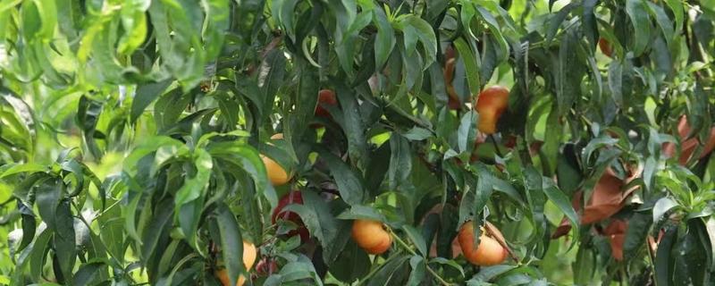 蟠桃树该如何繁殖，主要有扦插繁殖、播种繁殖等