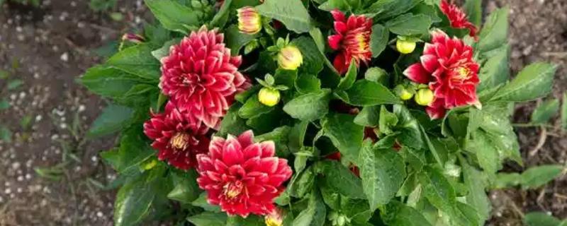 桑叶牡丹开花养殖方式，首先确保充足的光照