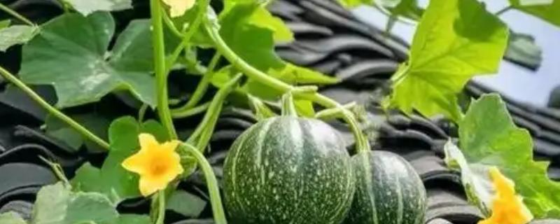 如何控制南瓜疯长，可以对南瓜适时摘顶