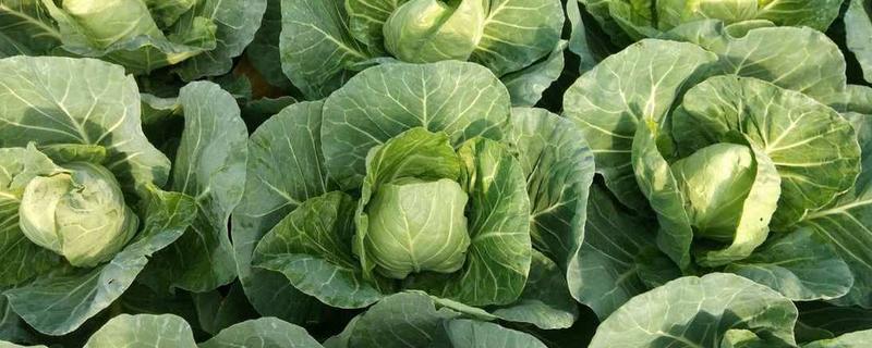 芒种季节适合种什么农作物，适合种甘蓝、空心菜等