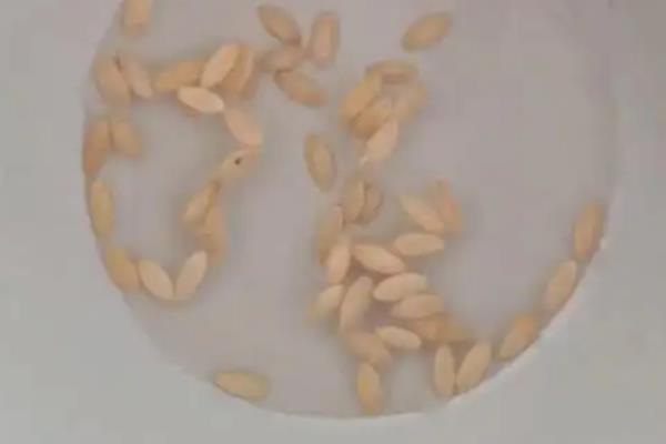 黄瓜如何种植，种植前需要浸种