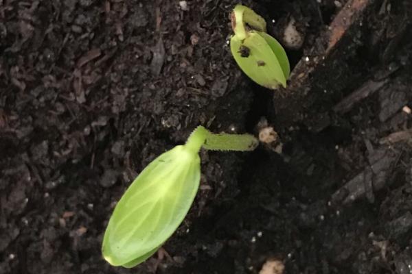 黄瓜如何种植，种植前需要浸种