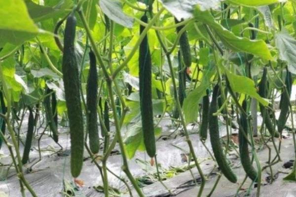 黄瓜如何种植，种植前需要浸种
