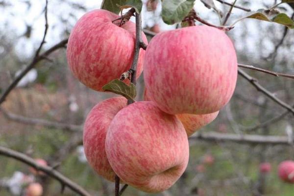 中国苹果之乡，有新疆阿克苏、河南灵宝市等
