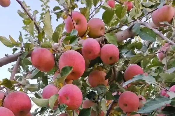 中国苹果之乡，有新疆阿克苏、河南灵宝市等