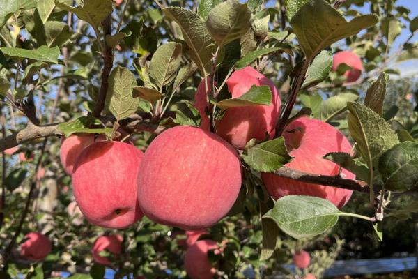 中国苹果之乡，有新疆阿克苏、河南灵宝市等