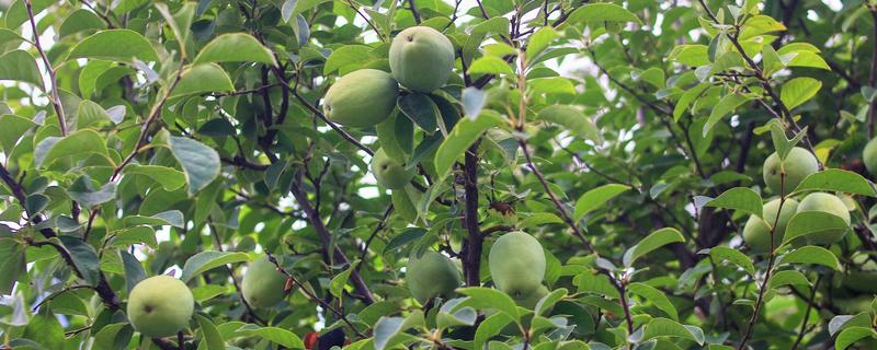 木瓜海棠能不能吃，木瓜海棠能吃