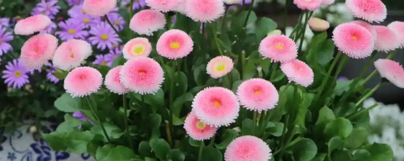 怎么养盆栽小雏菊，最好养护在采光好的地方