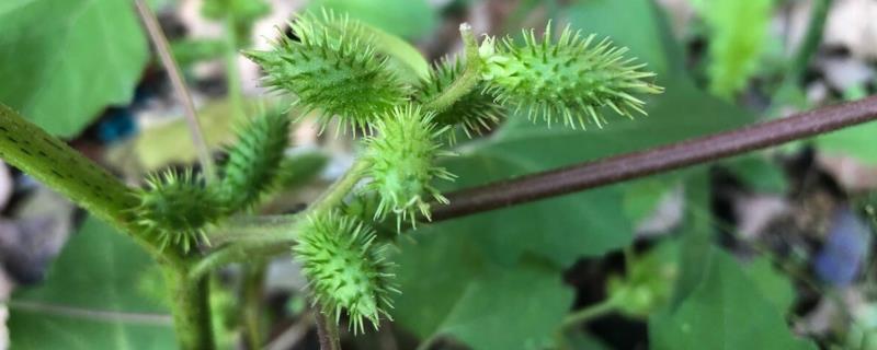 苍耳传播种子依靠什么，可通过动物、风力传播