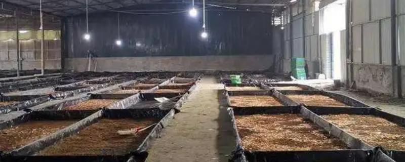 黑水虻大棚如何建造，棚膜可选择无滴高保温膜