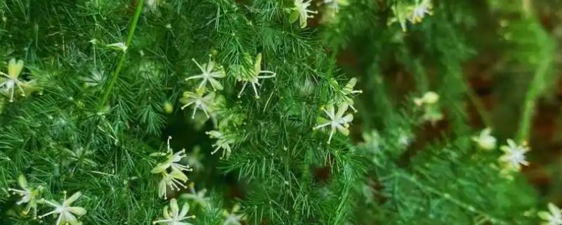 文竹开花结果的原因，光照和养分充足均会导致