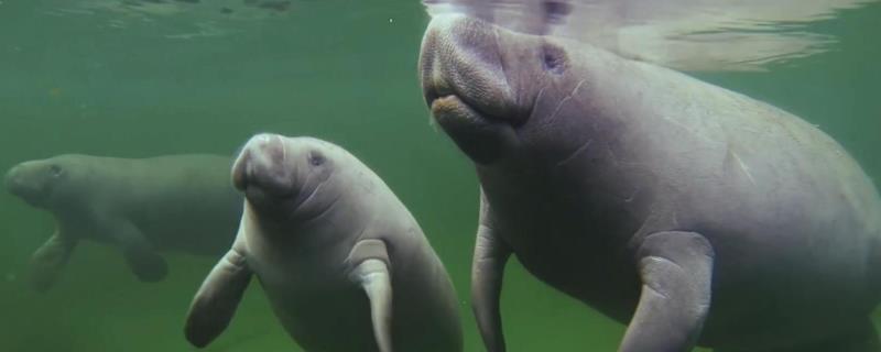 海牛是哪种动物，是海牛科哺乳动物