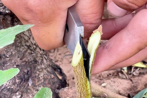 蟠桃树该如何繁殖，主要有扦插繁殖、播种繁殖等