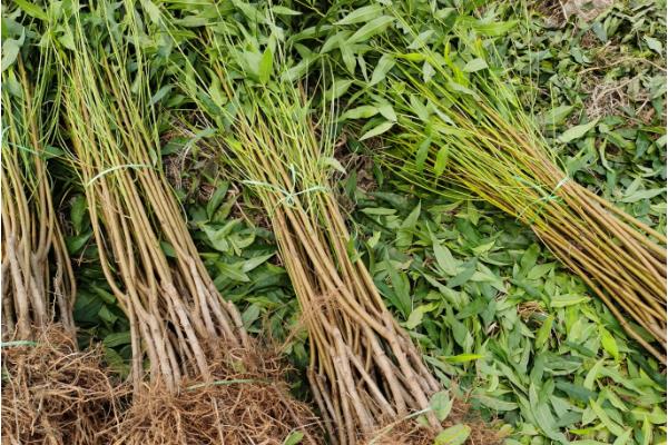 蟠桃树该如何繁殖，主要有扦插繁殖、播种繁殖等