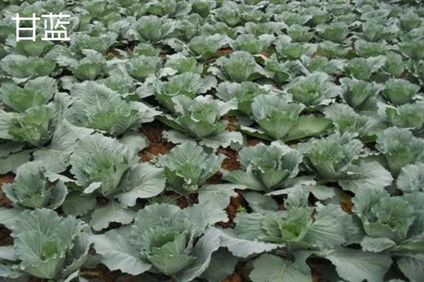 芒种季节适合种什么农作物，适合种甘蓝、空心菜等